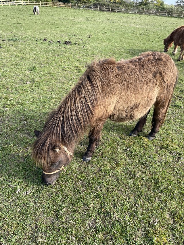 Preview of the first image of 1years 10months Black Standard Shetland Colt for sale.