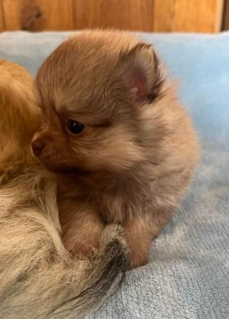 Image 15 of Beautiful Pomeranian x Chihuahua Puppies