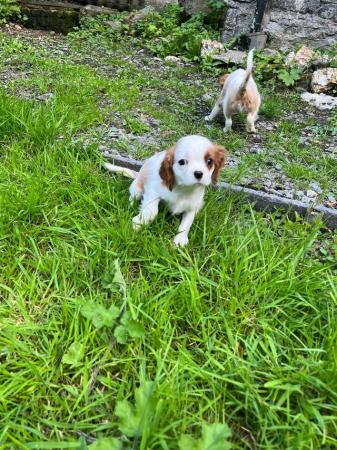 Image 16 of Cavalier King Charles spanielsReady Now !!!