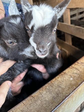 Image 1 of Baby Pigmy goats x2 males