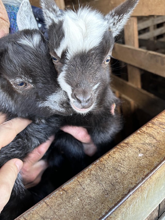 Preview of the first image of Baby Pigmy goats x2 males.