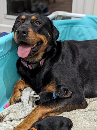 Image 4 of Chunky Rottweiler puppies
