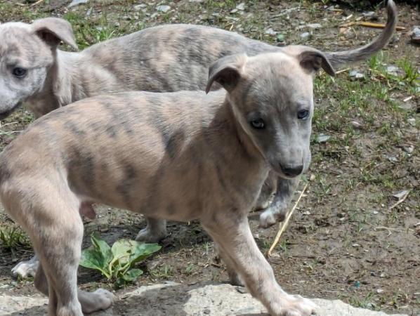 Image 3 of READY TO LEAVE NOW KC WHIPPET PUPPIES