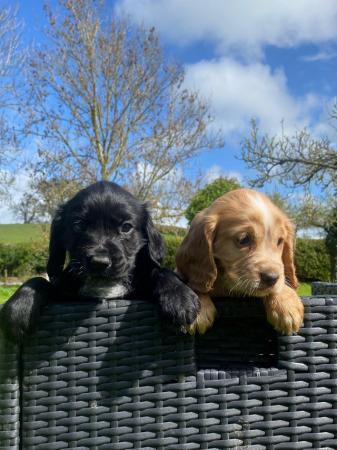 Image 6 of Gorgeous working cocker spaniels