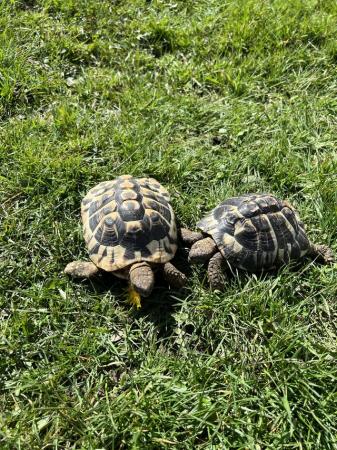 Image 5 of Hermann’s Tortoises male and female