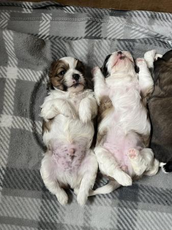 Image 12 of Beautiful Teddy Bear puppies only 2 Boys available