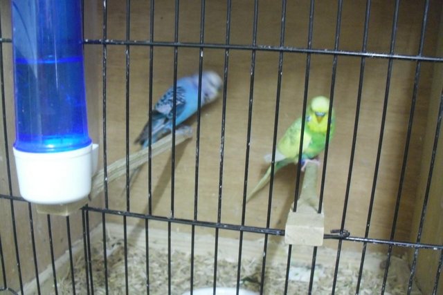 Image 4 of Two Adult Male Budgies Lovely Birds
