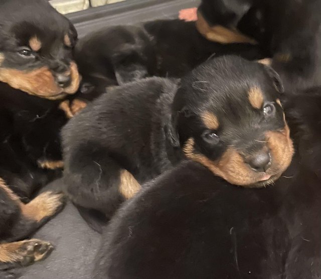 Rottweiler puppies for sale in store my area