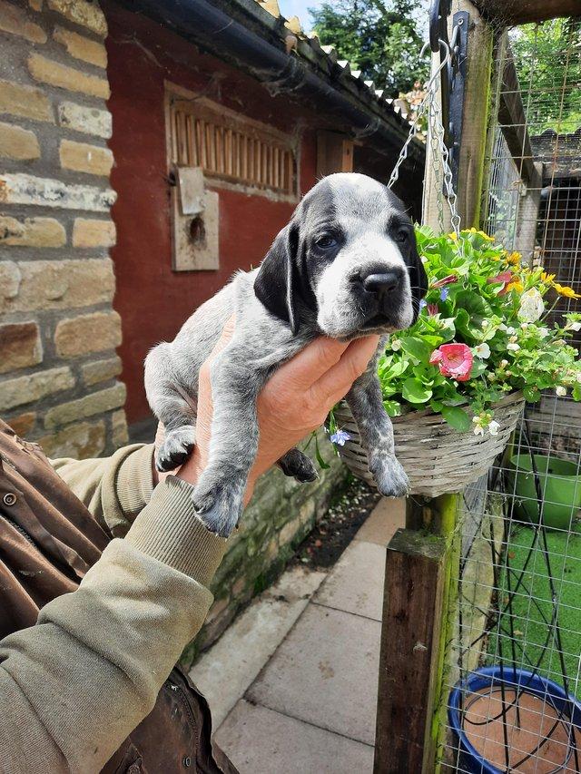 Preview of the first image of Pointer ,Braque D'Auverne puppies.