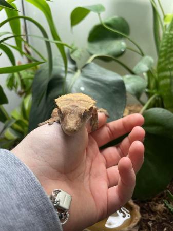 Image 4 of Beautiful male year old crested gecko