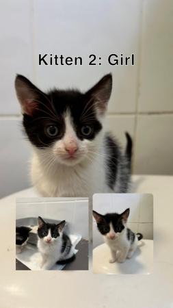 Image 6 of 3 LEFT Black and white kittens