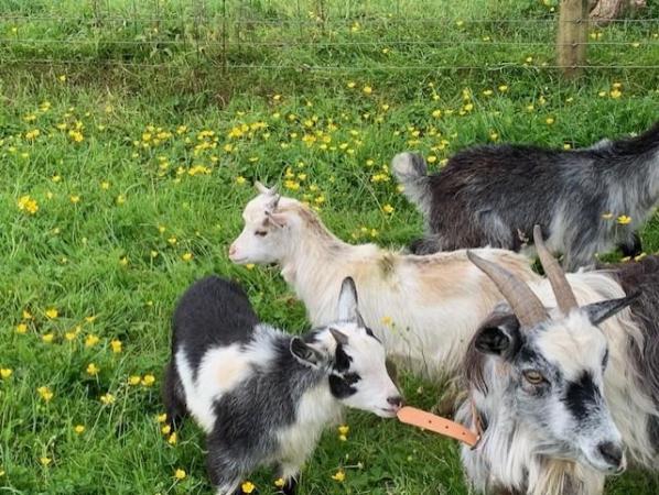 Image 6 of Male Pygmy Goat Kids -  Wethers