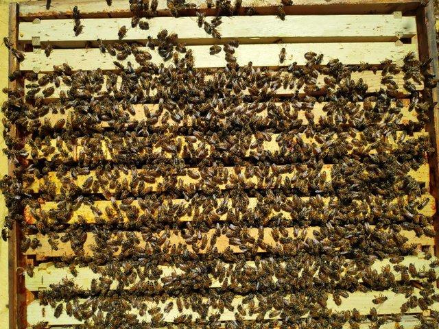 Preview of the first image of Honey bees, Nucs, hives, bee keeping, raw honey.