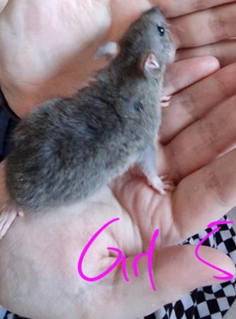 Image 18 of Friendly Female Rat Babies