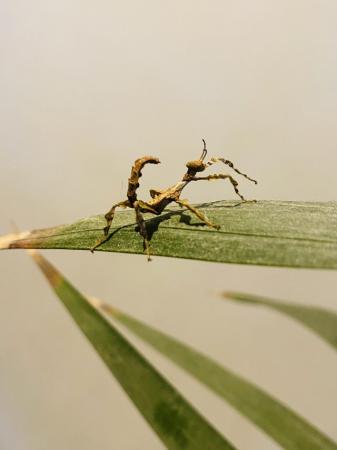 Image 4 of 5 x Extatosoma Tiaratum - Australian Spiny Leaf Stick Insect