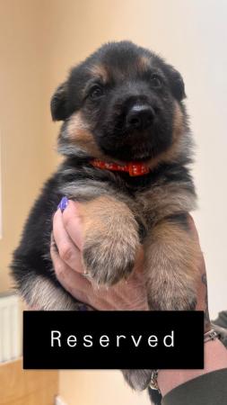 Image 7 of 7 gorgeous German shepherd puppies for sale.
