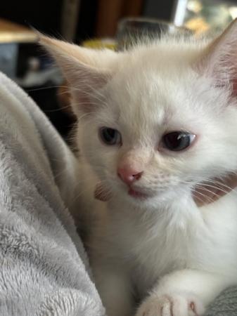 Image 4 of Siamese flame point kittens