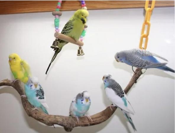 Image 5 of Beautiful Budgies for sale