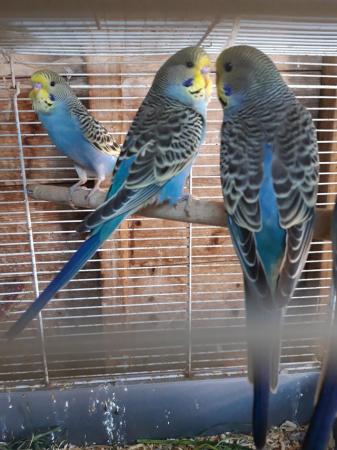 Image 5 of Baby Budgies - 8 weeks old to 3 months old Available Now