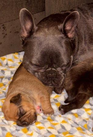 Image 2 of Cavalier x frenchie puppies for sale royal frenchels