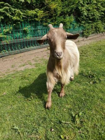 Image 1 of Two Pygmy Goats for sale