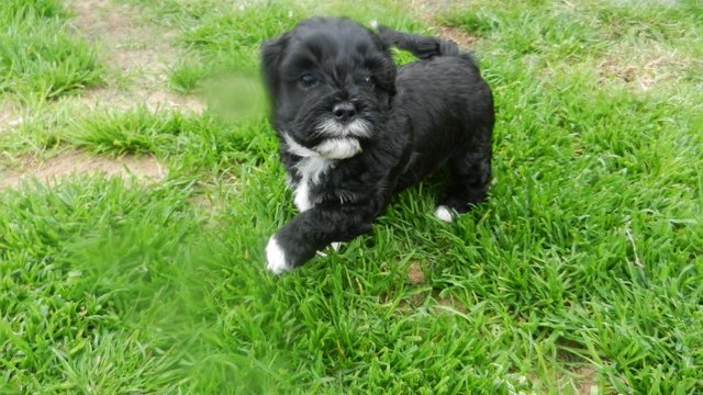 Image 7 of Shih tzu cross miniature poodle pups