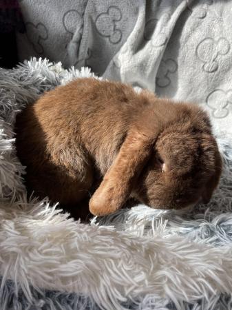 Image 4 of * Mini lop bunnies * girls and boys * ready now *