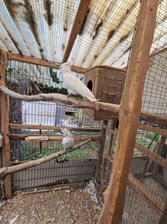 Image 5 of Ducorps's cockatoos pair for sale