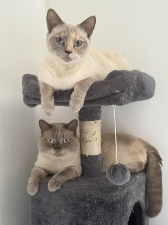 Image 4 of British shorthair colourpoint lilac kittens