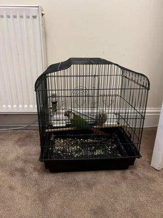 Image 2 of Breeding pair of of conures for sale