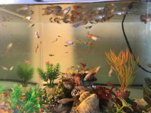 Image 2 of Tropical guppy fish for sale, very affordable