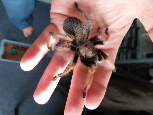 Image 2 of Female Aphonopelma Chalcodes or the Desert Blonde