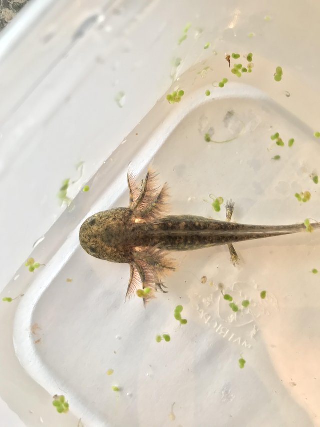 Preview of the first image of Axolotl babies for sale Evesham.