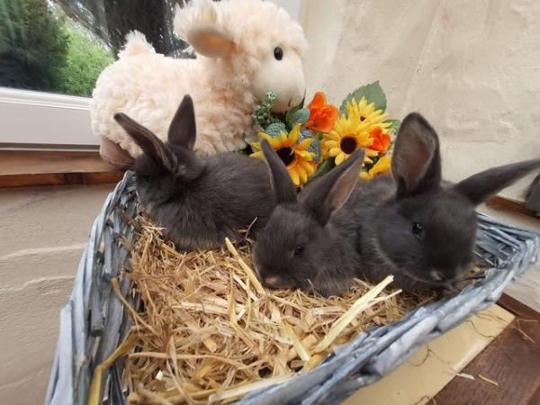 Image 3 of 3 girls, beautiful home bred bunnies