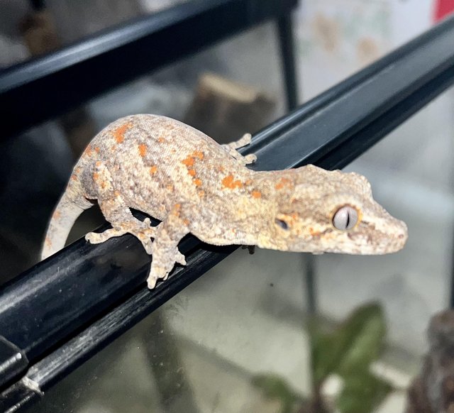 Preview of the first image of Gargoyle Gecko Male, babies stripe/blotch.