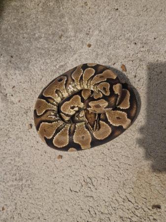 Image 1 of Royal pythons collection downsize.