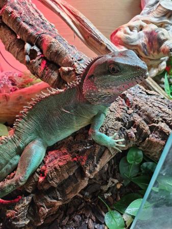 Image 4 of Male Chinese water dragon.With enclosure.