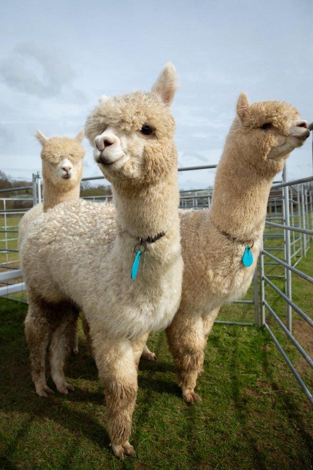 Preview of the first image of 3 Male Huacaya Alpacas (Jules & Ziggy & Phileas) For Sale.