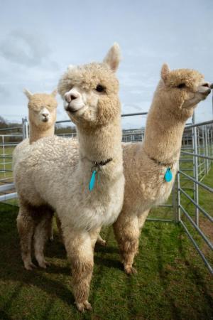 Image 1 of 3 Male Huacaya Alpacas (Jules & Ziggy & Phileas) For Sale