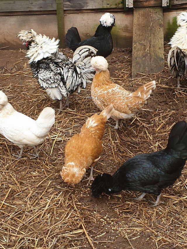 Preview of the first image of Poland hens available in singles or trios.