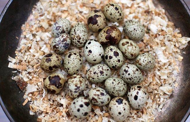 Preview of the first image of Quail coturnix multicolour fertile hatching eggs.