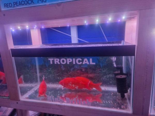 Image 1 of Extra Large goldfish  and ghost koi for rehome