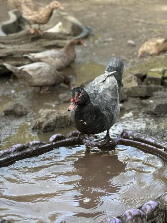 Image 2 of Mixture of Muscovy Ducks for sale