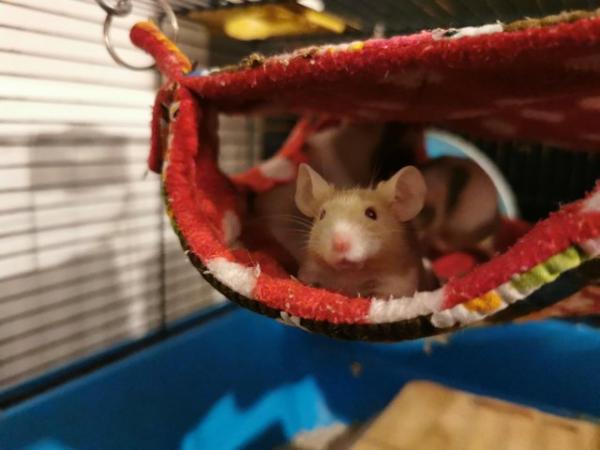 Image 5 of 2 x 1 year old female fancy mice
