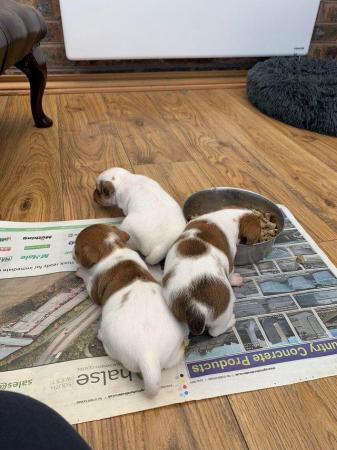 Image 5 of Traditional jack Russel terrier puppies