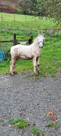 Image 1 of Beautiful cremello section c colt