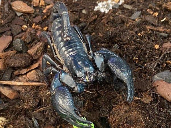 Image 3 of Scorpions at Birmingham Reptiles