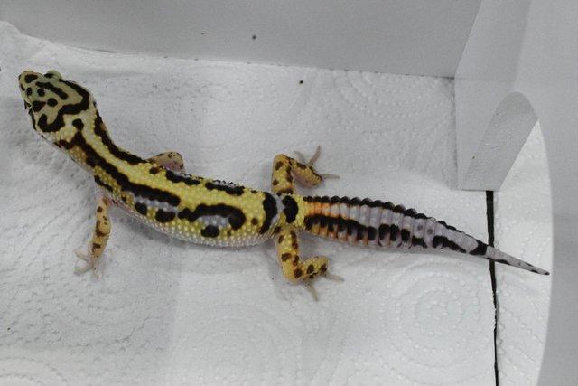 Image 8 of Leopard Gecko (Bold Bandit) (poss hets below) hatch 28/7/23