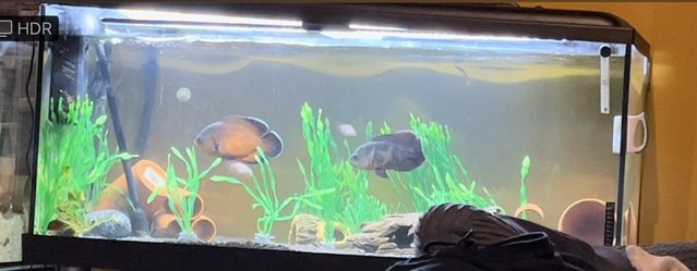 Image 7 of Oscar fish and tank for sale