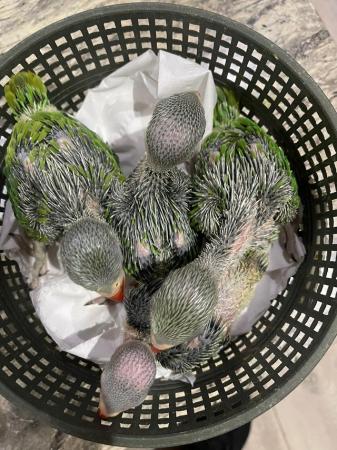 Image 2 of Semi tame hand reared green indian ringneck chicks